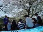 大村公園で花見
