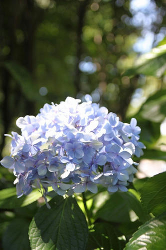 梅雨明けとあじさい