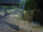 IMG_1809.JPG