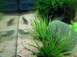 NEC_0049.JPG