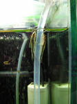 NEC_0064.JPG
