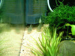 NEC_0082.JPG