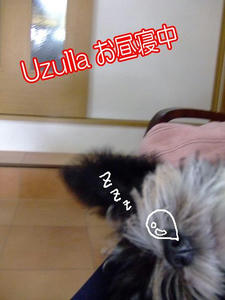 uzulla1