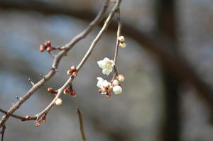 ume1