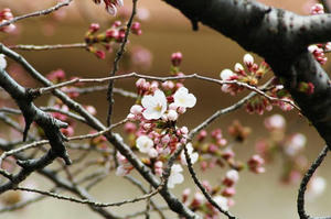 sakura2
