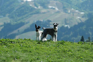 dogrun2