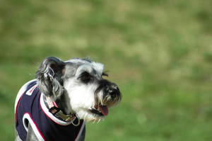 dogrun4