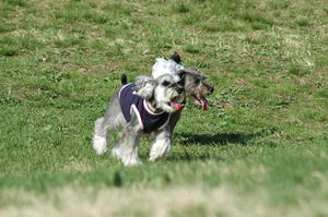 dogrun5