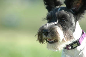 dogrun7