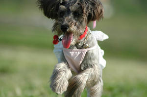 dogrun8