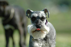 dogrun9