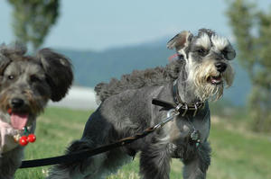 dogrun10