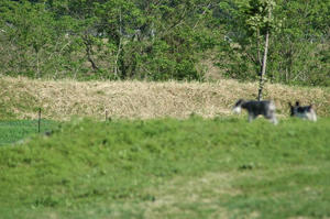 dogrun11