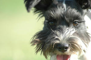 dogrun12