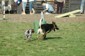 dogrun15