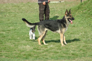 dogrun16