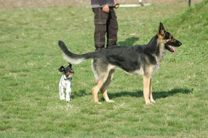 dogrun17
