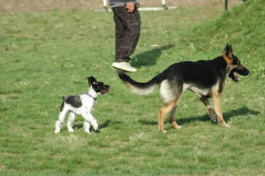 dogrun18