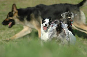 dogrun19