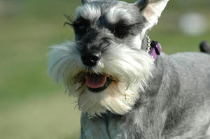 dogrun20