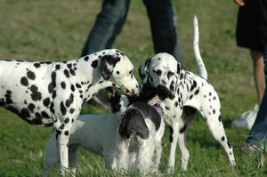 dogrun22