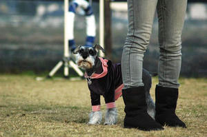 dogrun1