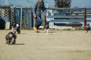 dogrun3