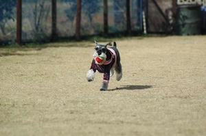 dogrun4