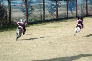 dogrun6