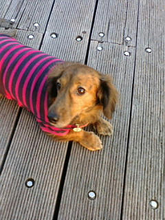 20081203163007.jpg