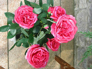 dda63288.jpg