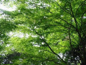 o0800060010534169853.jpg