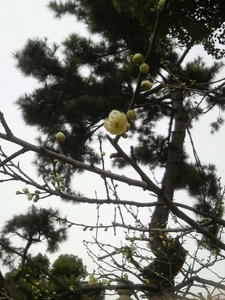 20110220hakubai1.jpg