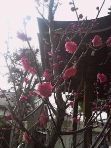20110220koubai1.jpg