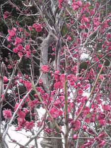 20110220koubai2.jpg