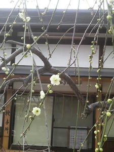 20110220shidareume.jpg
