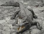 421.gif