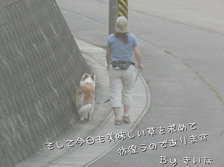 もう散歩は日が昇る前と日が落ちてからしか行けないね・・・
