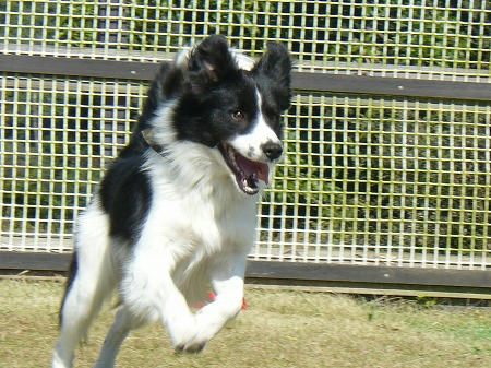 自由犬ですから・・・オレオ談