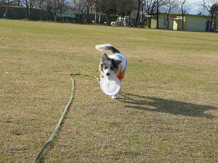 久しぶりの、なんちゃってディスクドッグ時代の写真