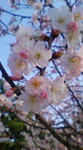 20090317163036.jpg