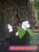 9dbc8536.jpg