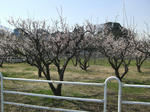CIMG0981.jpg
