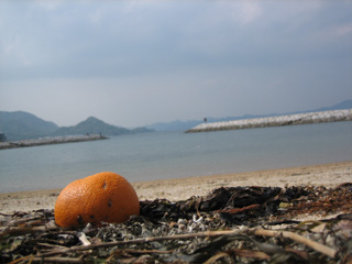 みかんも漂流