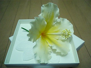 ハイ！ビスカス。