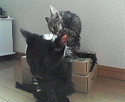 濡れネズミの刑