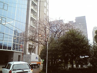 さくらのようなうめ