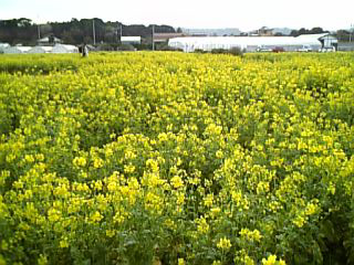 房総の菜の花