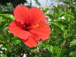 沖縄に行ってきました。