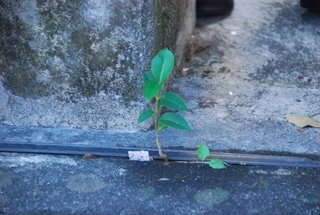 都会の芽